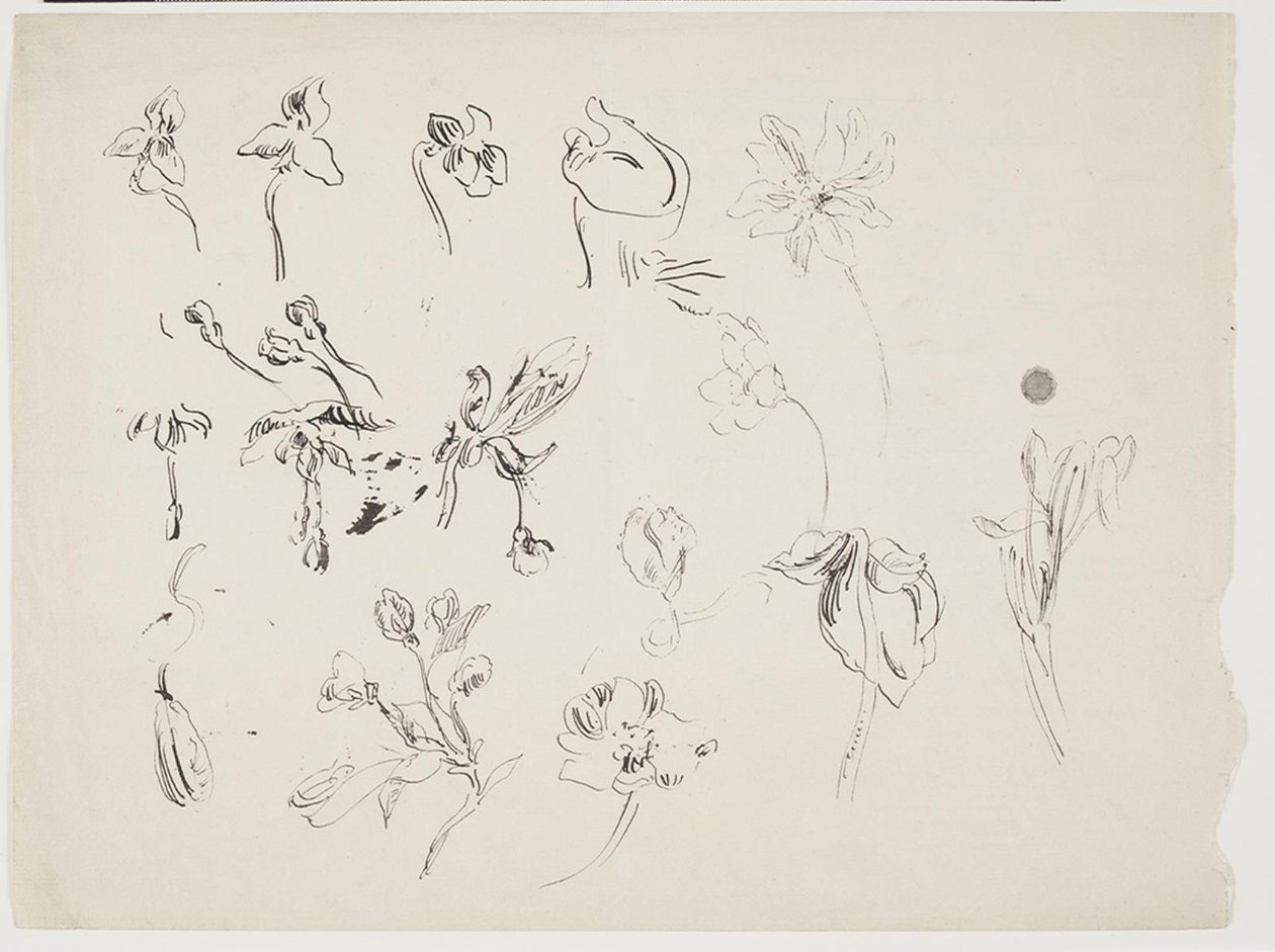 Blomma skisser av J.A. Jerichau
