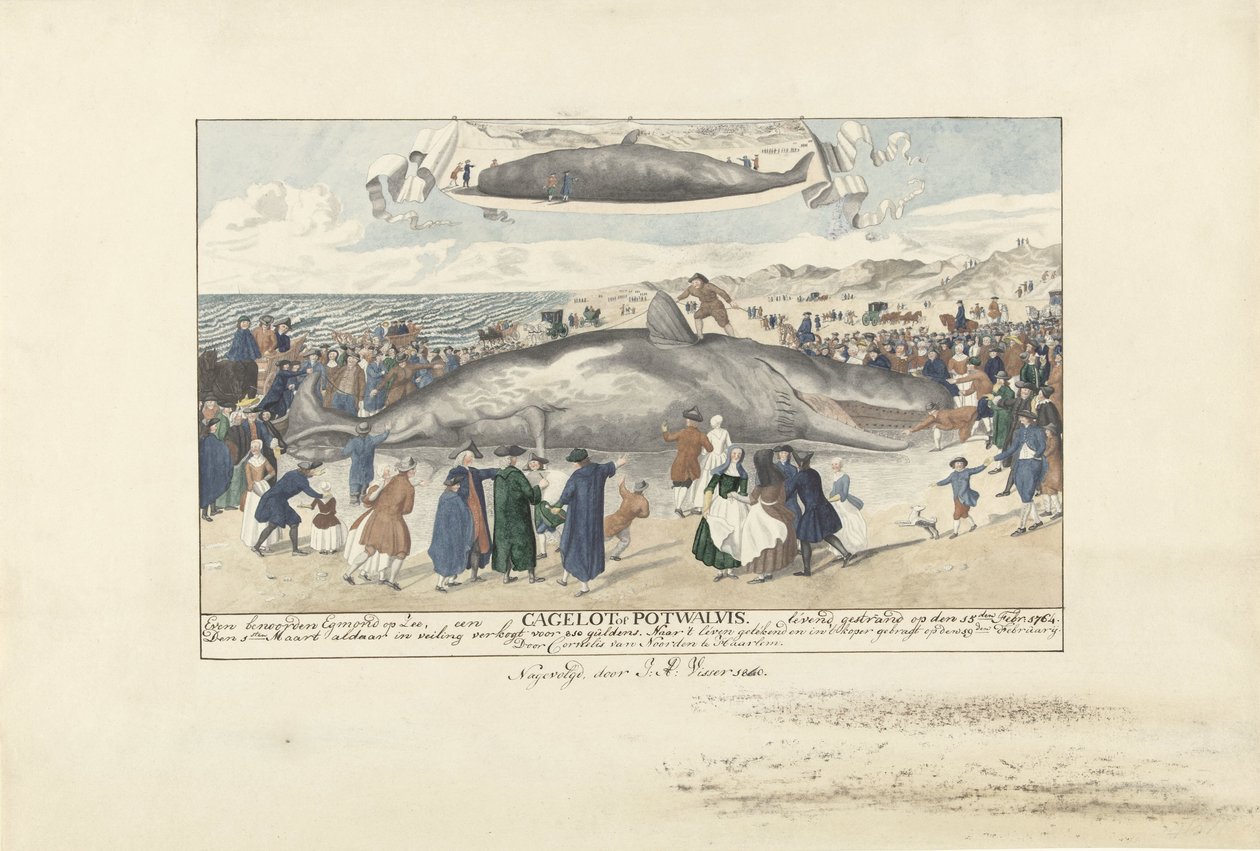 Kaskelot strandade vid Egmond aan Zee, 1764 Strax norr om Egmond op Zee, en Cagelot eller Potwhale. strandade vid liv den 15 feb: 1764. (titel på objekt) av J.A. Visser