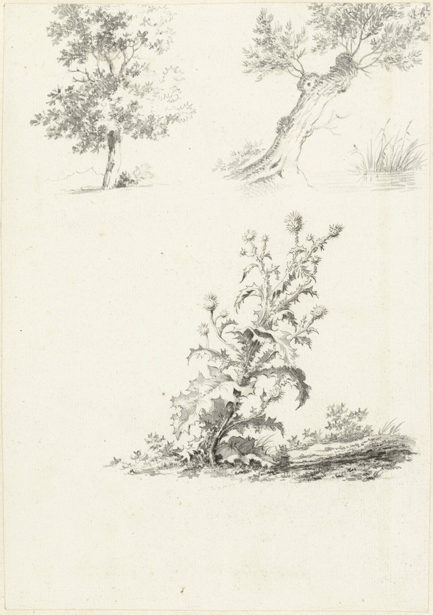 Två studier av ett träd och en tistel av J.B. Joss (attributed to)