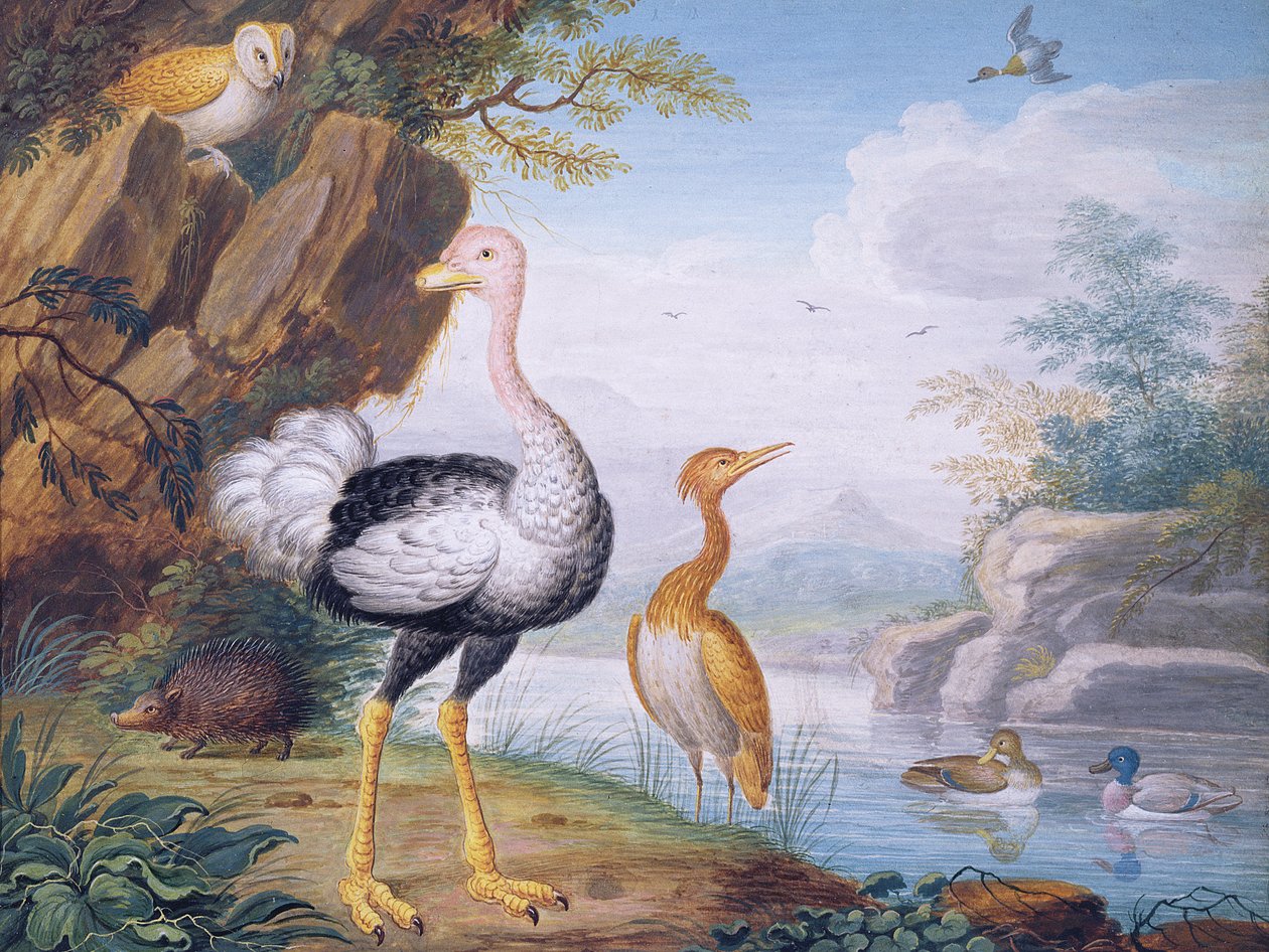 Exotiska fåglar och en uggla vid en flod (bodycolour) av J.F. Hefele