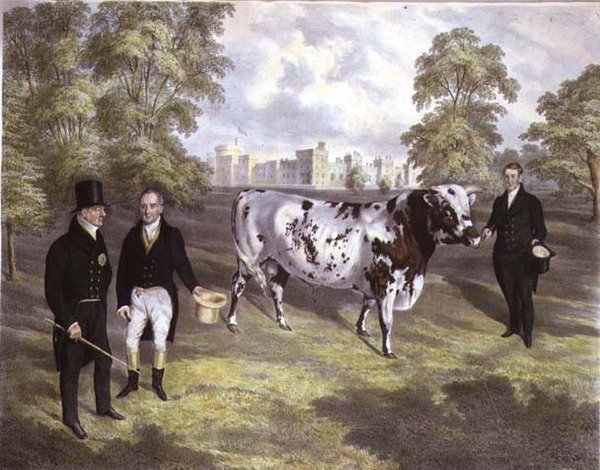Sir Charles Morgan presenterar kung William IV med en Shorthorn Bull på Tredegar Castle, Monmouth, graverad av M. Gauci av J.H. (after) Carter