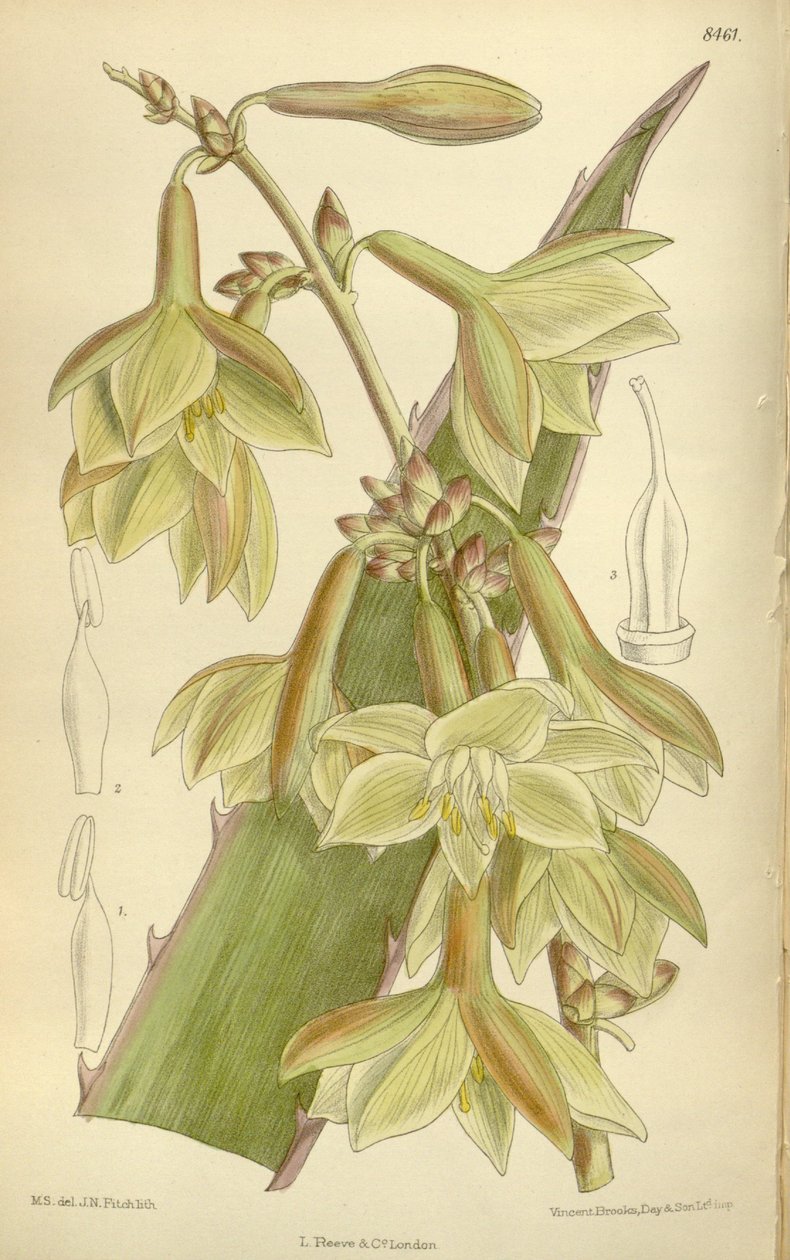 Furcraea elegans (= furcraea tight), asparageceae, agavoideae av J.N. Fitch