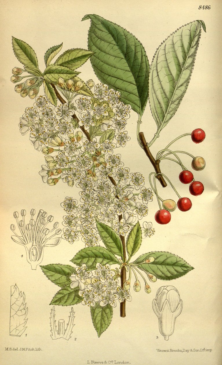 Prunus Lorenylvan, Rosaceae av J.N. Fitch