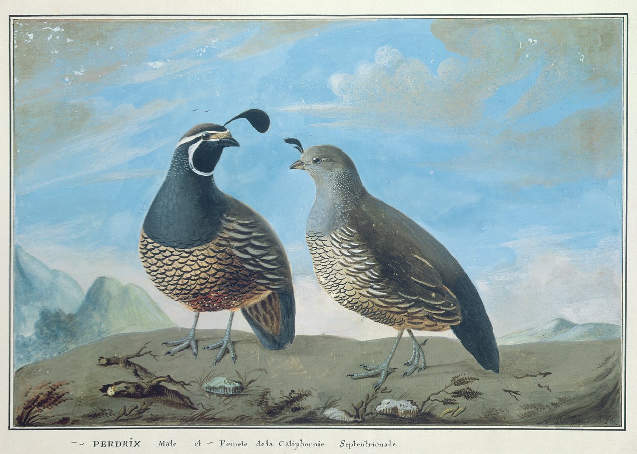 Han och hona av kalifornisk rapphöna, från "Voyage de La Perouse". av J.R Prevost