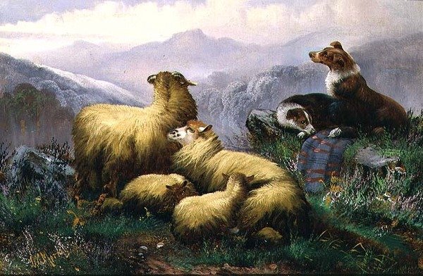 Fårhundar och får i det skotska höglandet av J.W. Morris