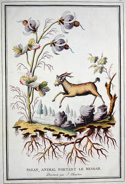 En Pazan, vild bergsget som bär en bezoar i magen av J. (after) Charton