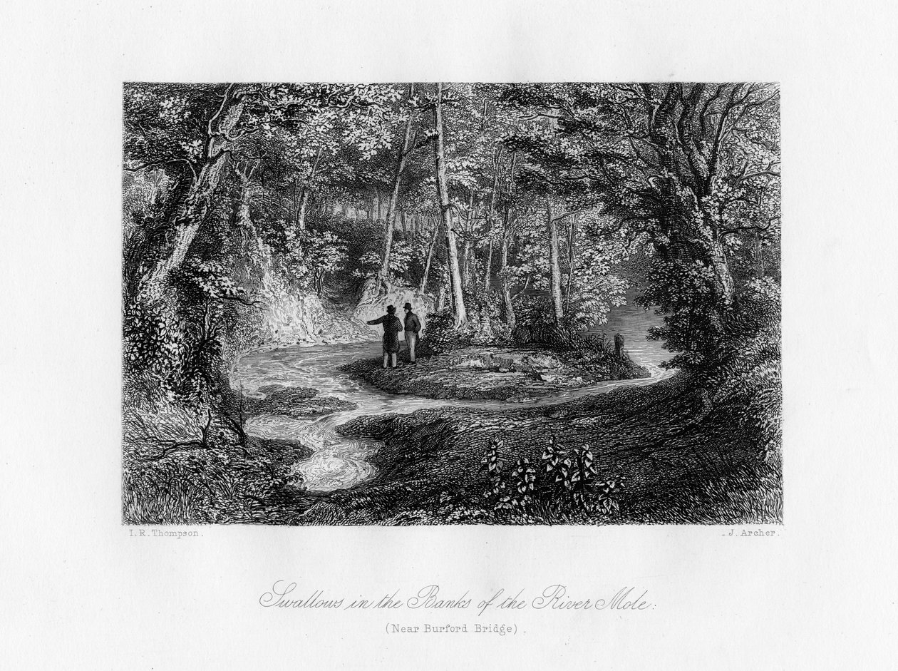 Svalor på stranden av floden Mole, Surrey, 1800-talet av J. Archer