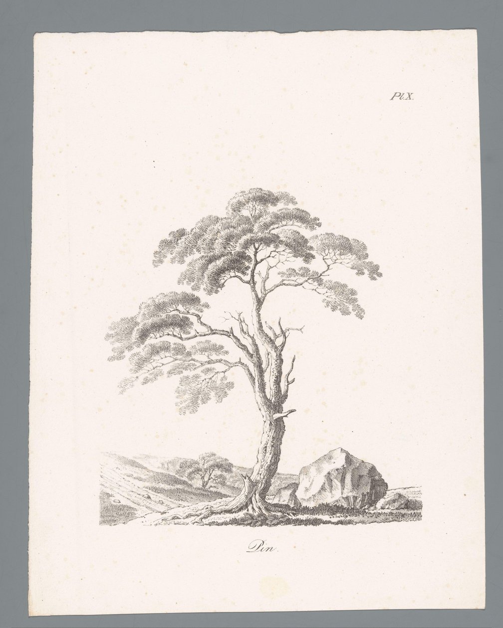 Håla Fäst (titel på objekt) Studies van bomen (serietitel) Études d