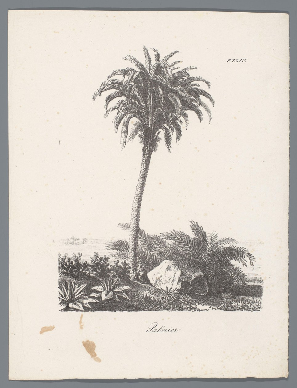 palmträd Palmier (titel på objekt) Studier av träd (serietitel) Etudes d