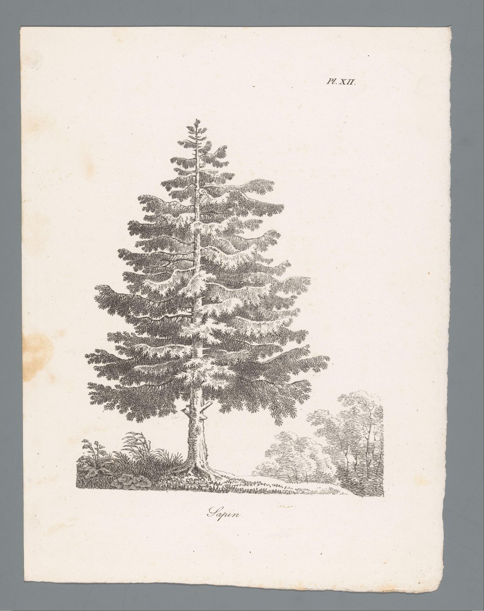 silvergran Sapin (titel på objekt) Studier av träd (serietitel) Etudes d