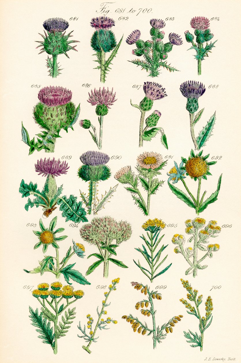 Sida med färgillustrationer från British Wild Flowers efter ett verk av J. E. Sowerby och C. P. Johnson av J. E. and Johnson C. P.  Sowerby
