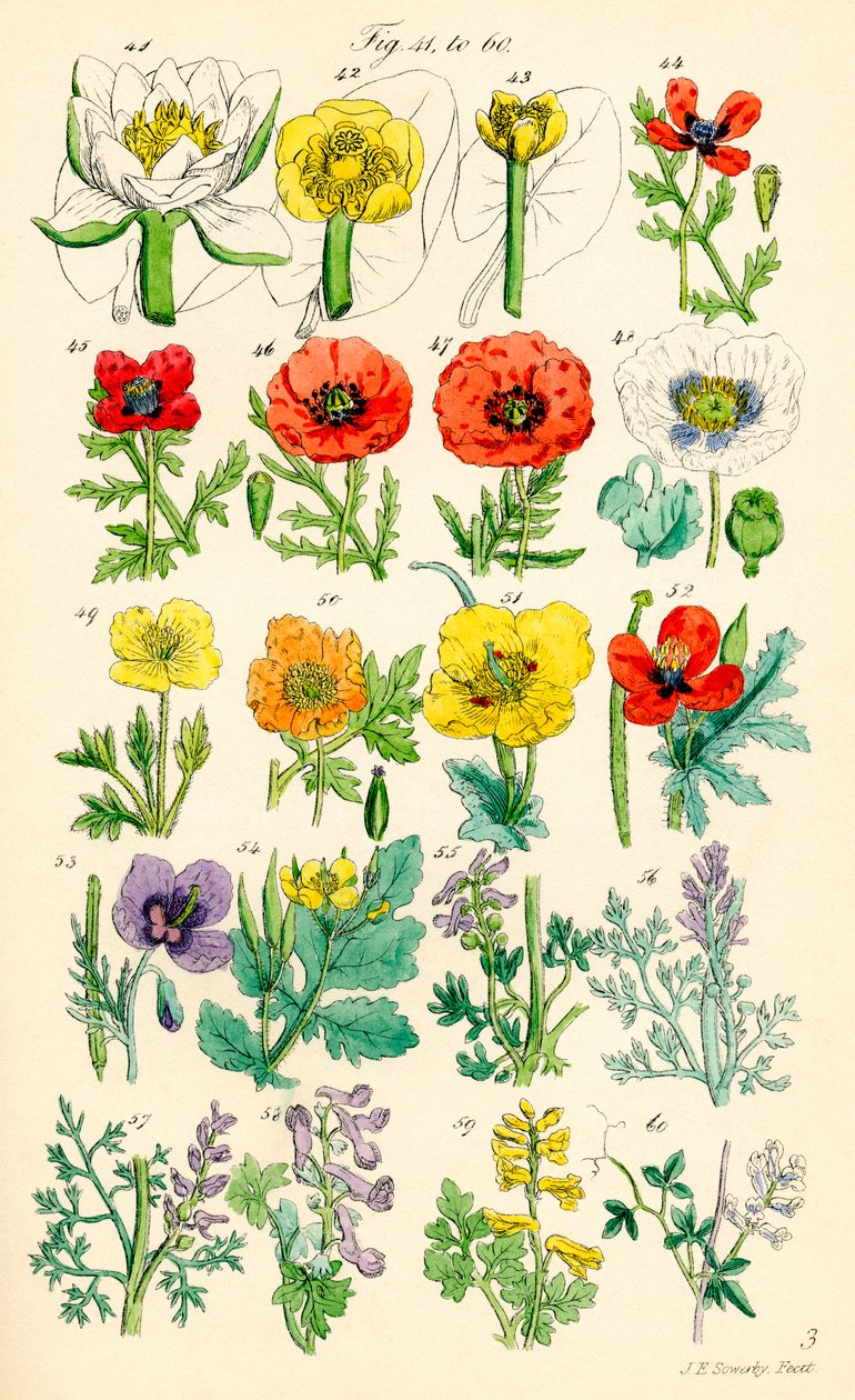 Sida med färgillustrationer från British Wild Flowers efter ett verk av J. E. Sowerby och C. P. Johnson av J. E. and Johnson C. P.  Sowerby