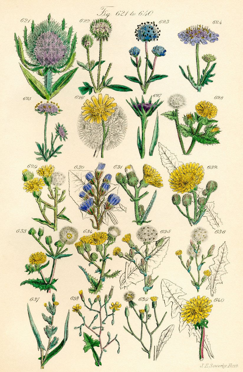 Sida med färgillustrationer från British Wild Flowers efter ett verk av J. E. Sowerby och C. P. Johnson av J. E. and Johnson C. P.  Sowerby