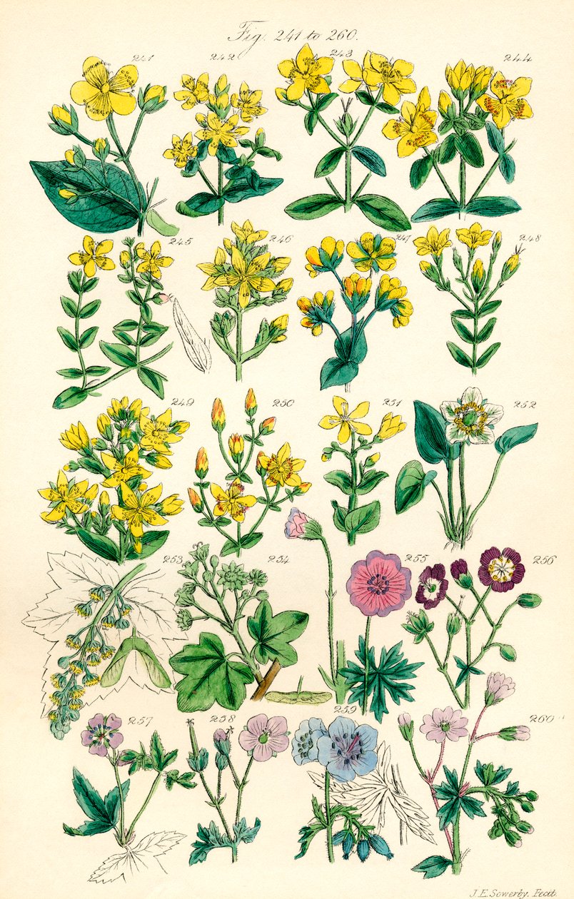 Sida med färgillustrationer från British Wild Flowers efter ett verk av J. E. Sowerby och C. P. Johnson av J. E. and Johnson C. P.  Sowerby