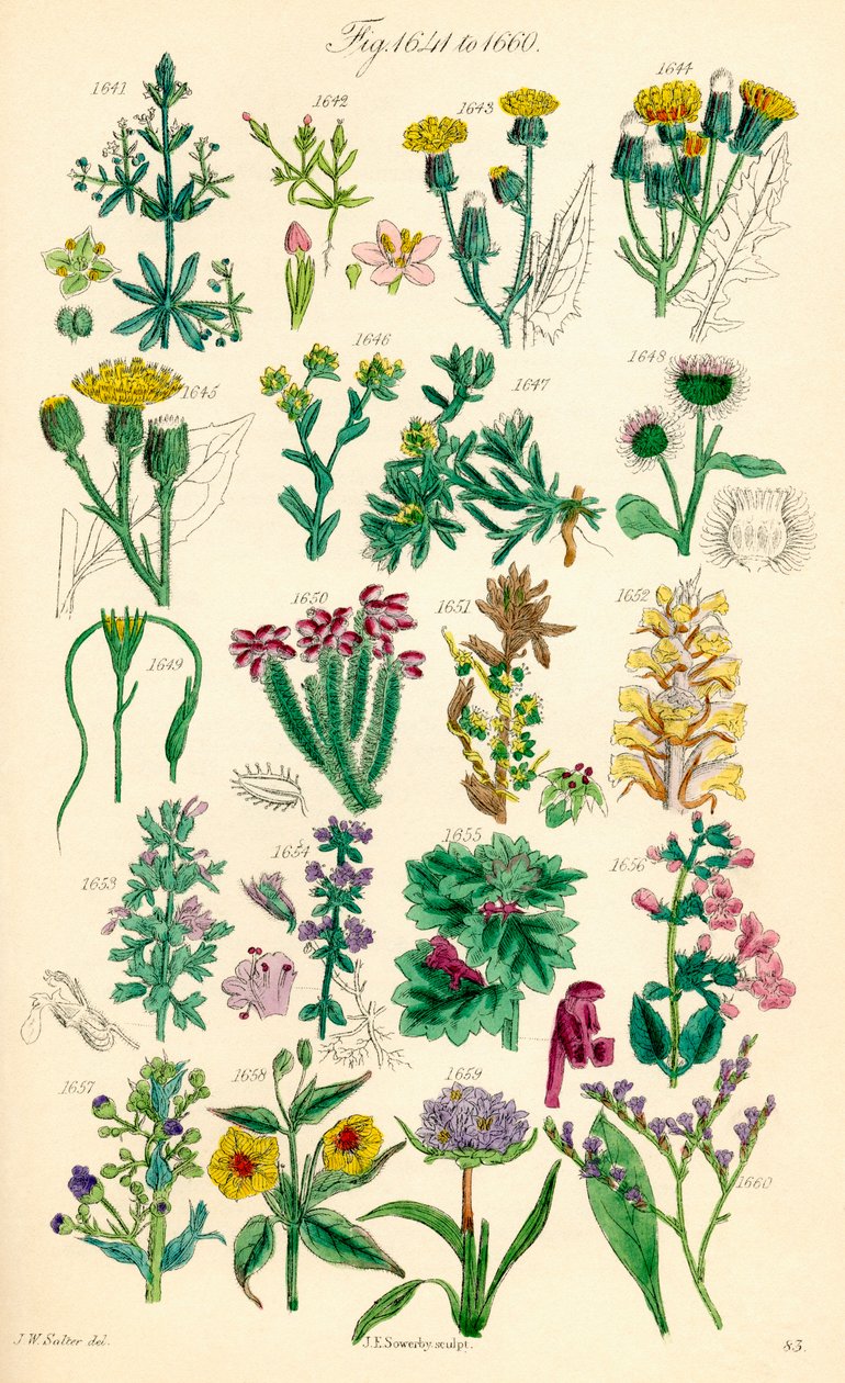 Sida med färgillustrationer från British Wild Flowers efter ett verk av J. E. Sowerby och C. P. Johnson av J. E. and Johnson C. P.  Sowerby