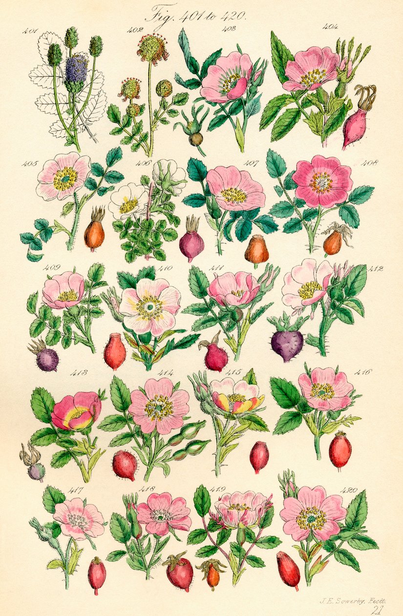 Sida med färgillustrationer från British Wild Flowers efter ett verk av J. E. Sowerby och C. P. Johnson av J. E. and Johnson C. P.  Sowerby