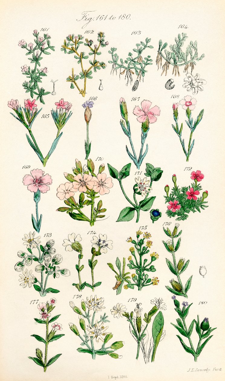Sida med färgillustrationer från British Wild Flowers efter ett verk av J. E. Sowerby och C. P. Johnson av J. E. and Johnson C. P.  Sowerby