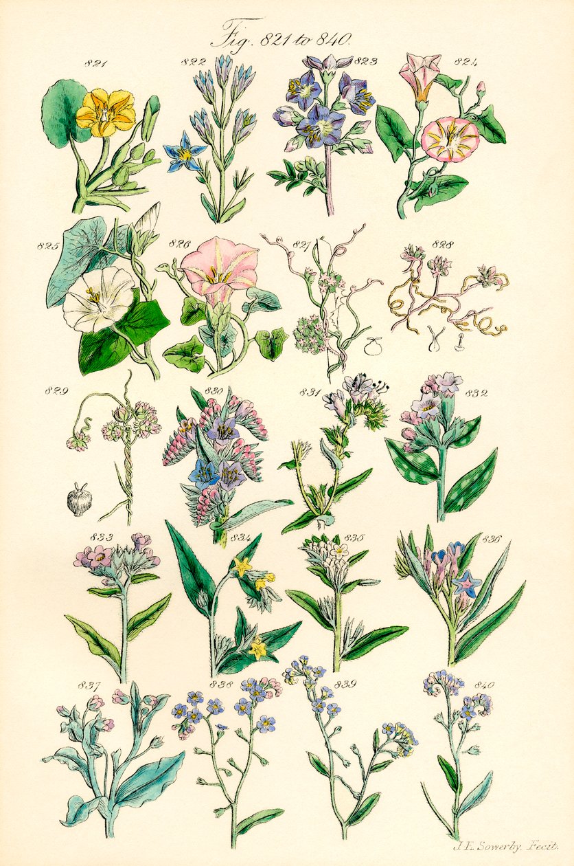 Sida med färgillustrationer från British Wild Flowers efter ett verk av J. E. Sowerby och C. P. Johnson av J. E. and Johnson C. P.  Sowerby