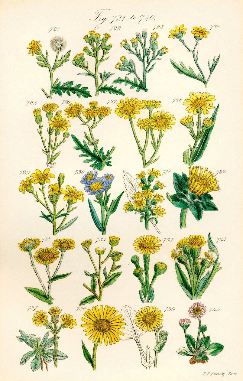 Sida med färgillustrationer från British Wild Flowers efter ett verk av J. E. Sowerby och C. P. Johnson av J. E. and Johnson C. P.  Sowerby
