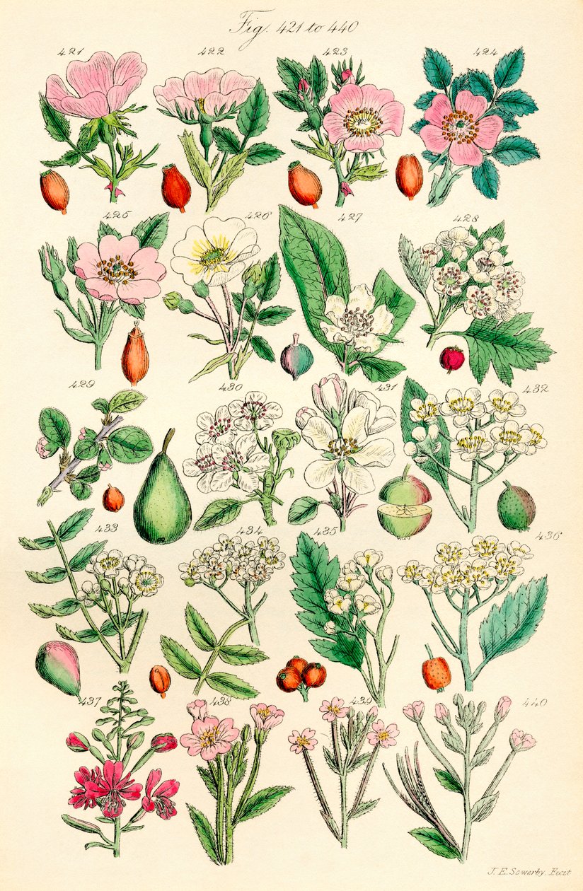 Sida med färgillustrationer från British Wild Flowers efter ett verk av J. E. Sowerby och C. P. Johnson av J. E. and Johnson C. P.  Sowerby