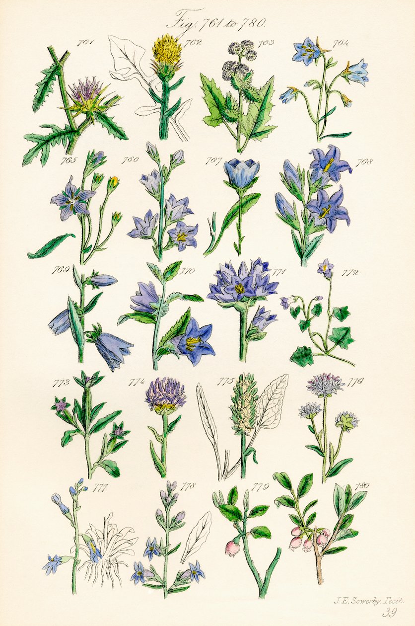 Sida med färgillustrationer från British Wild Flowers efter ett verk av J. E. Sowerby och C. P. Johnson av J. E. and Johnson C. P.  Sowerby