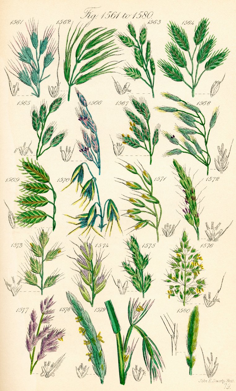 Sida med färgillustrationer från British Wild Flowers efter ett verk av J. E. Sowerby och C. P. Johnson av J. E. and Johnson C. P.  Sowerby