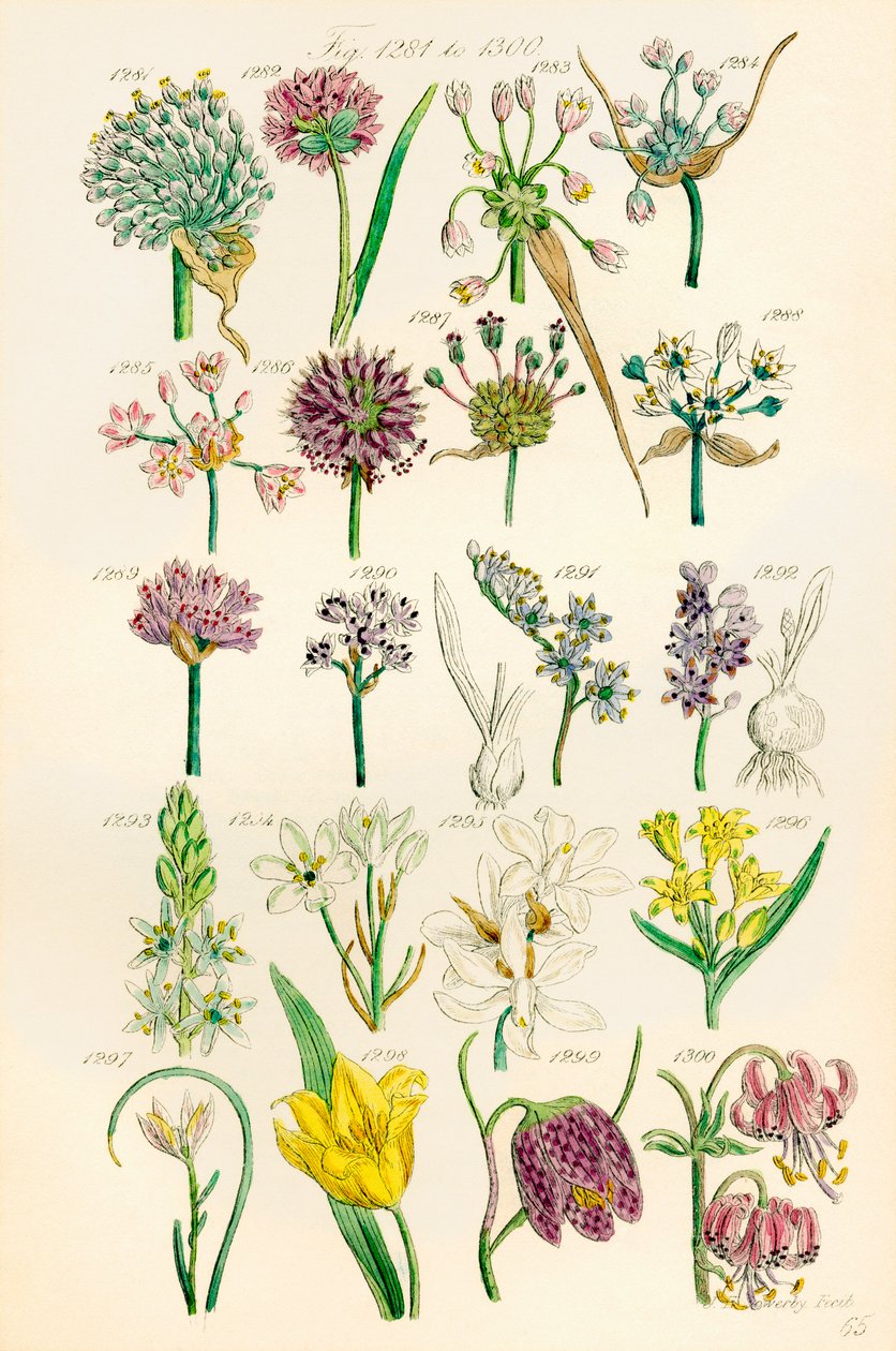 Sida med färgillustrationer från British Wild Flowers efter ett verk av J. E. Sowerby och C. P. Johnson av J. E. and Johnson C. P.  Sowerby