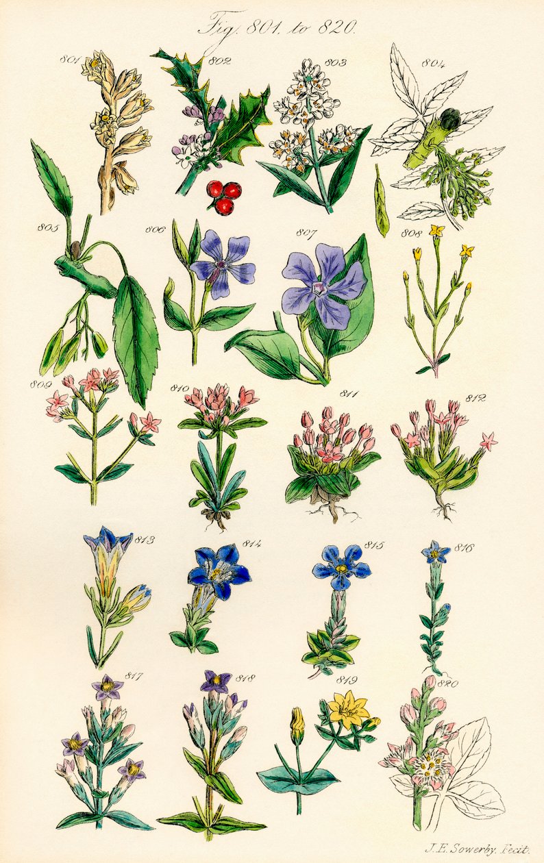 Sidan med färgillustrationer från brittiska vilda blommor efter ett verk av J. E. Sowerby och C. P. Johnson av J. E. and Johnson C. P.  Sowerby