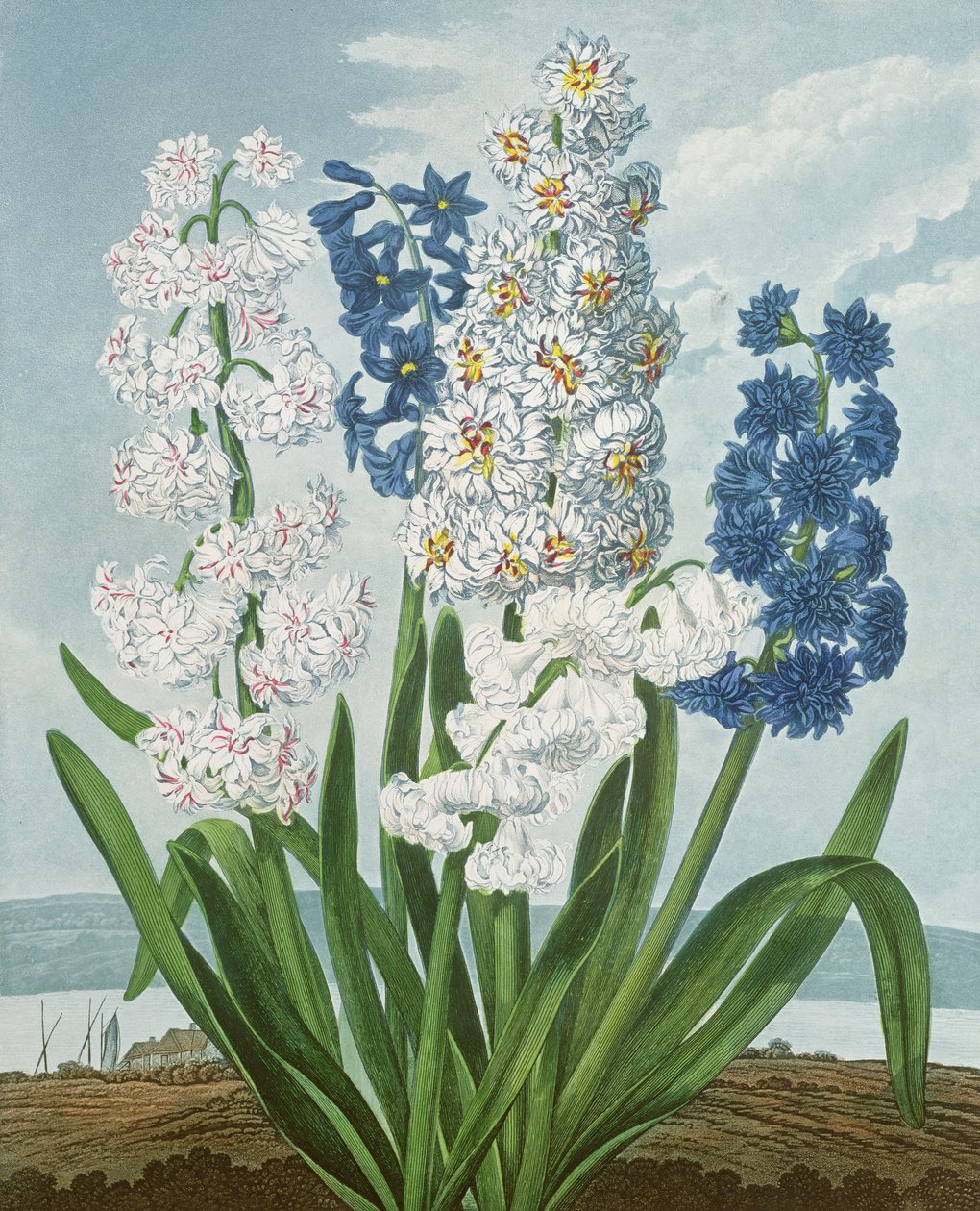 Hyacinter, graverade av Warner, från "The Temple of Flora" av Robert Thornton, pub. 1801 av J. Edwards