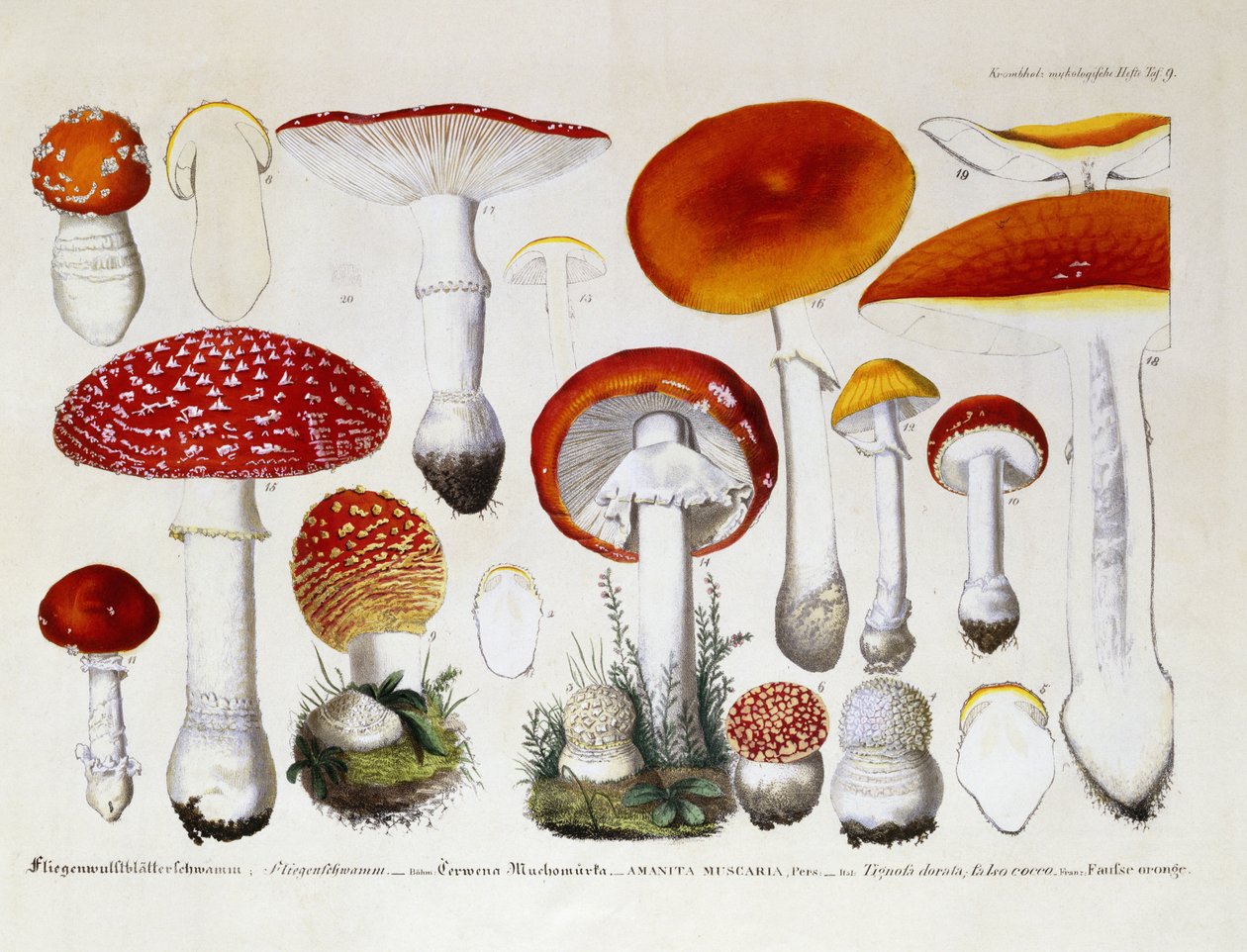 Amanita Muscaria, ca 1831-46 av J. G. Calve