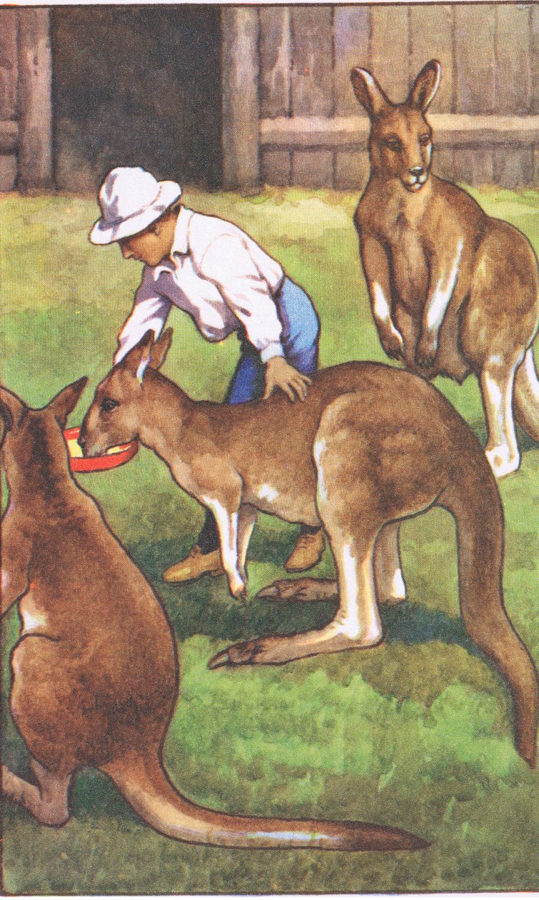Australisk pojke, från MacMillan skolaffischer, ca 1950-60-tal (lito i färg) av J. Macfarlane