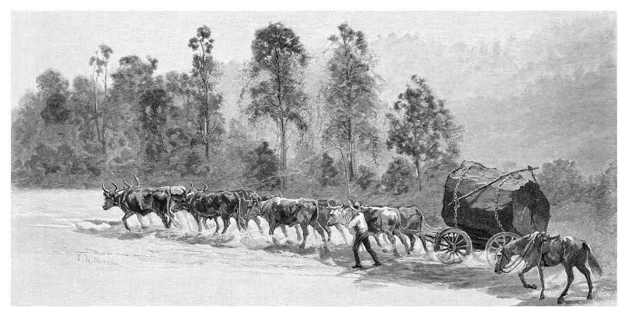 Att få cederträ på Richmond River, New South Wales, Australien, 1886. av J. R. Ashton