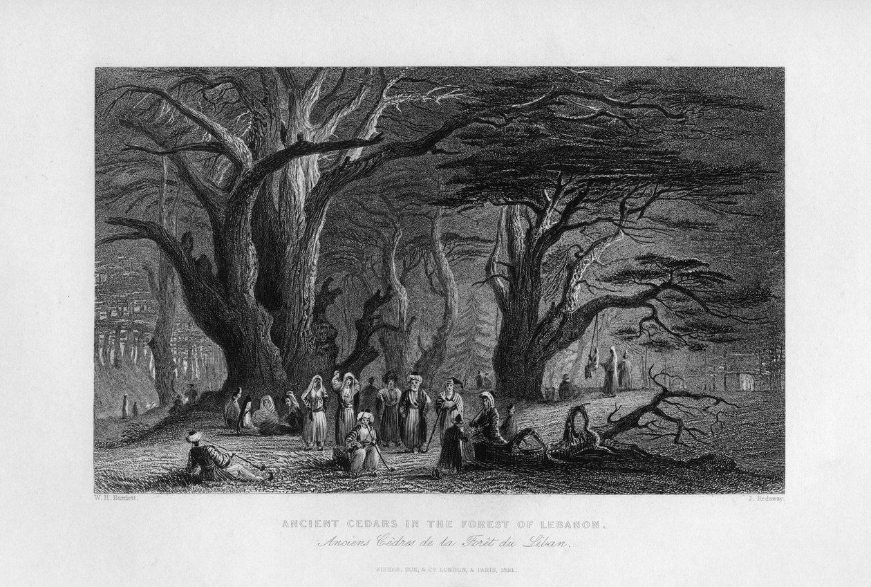 Forntida cedrar i Libanonskogen, 1841 av J. Redaway