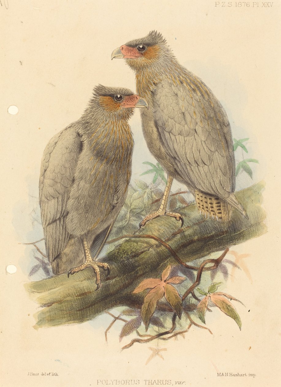 Polyborus Tharus, Var. av J. Smit