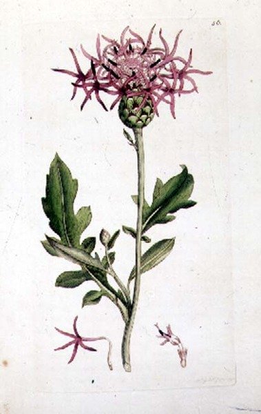 Great Knapweed, från en volym av "English Botany" pub. 1790-1814 (handfärgad gravyr) av J. and Smith J.E. Sowerby