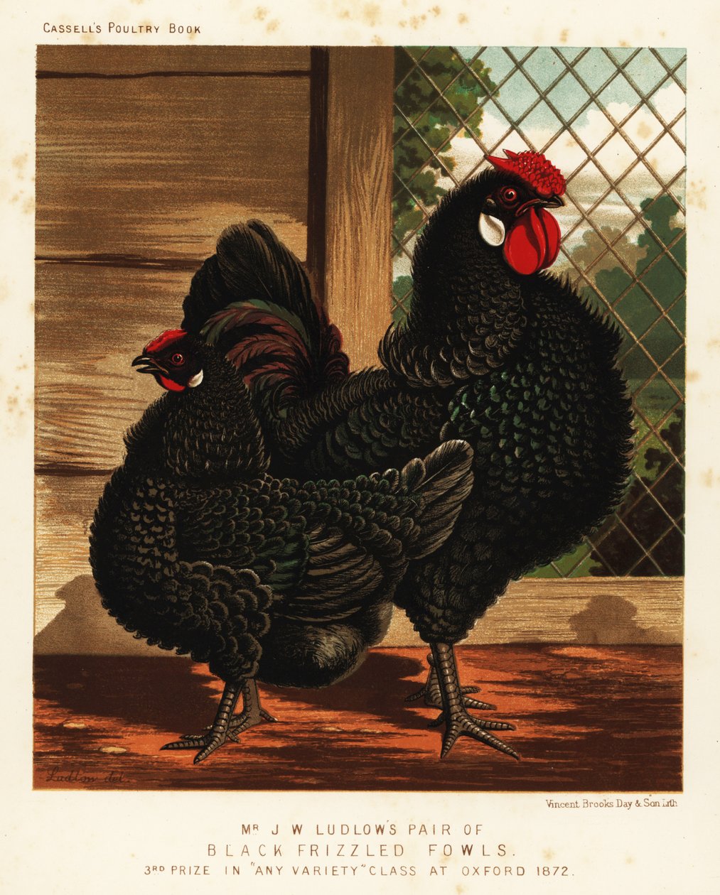 Svart frisslad höns, hane och höna av J. W. (after) Ludlow