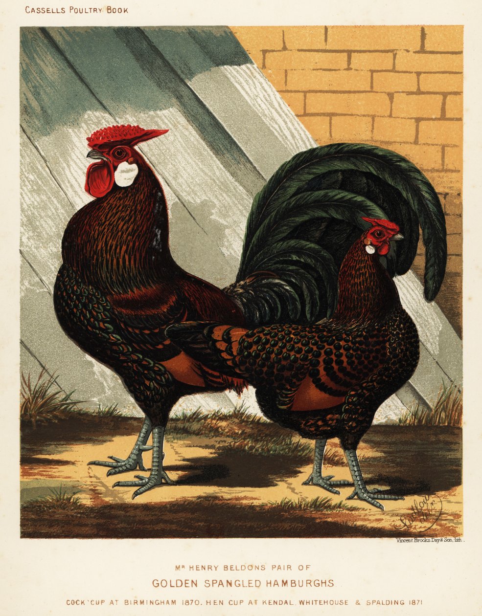 Gyllene spangled Hamburgh kuk och höna av J. W. (after) Ludlow