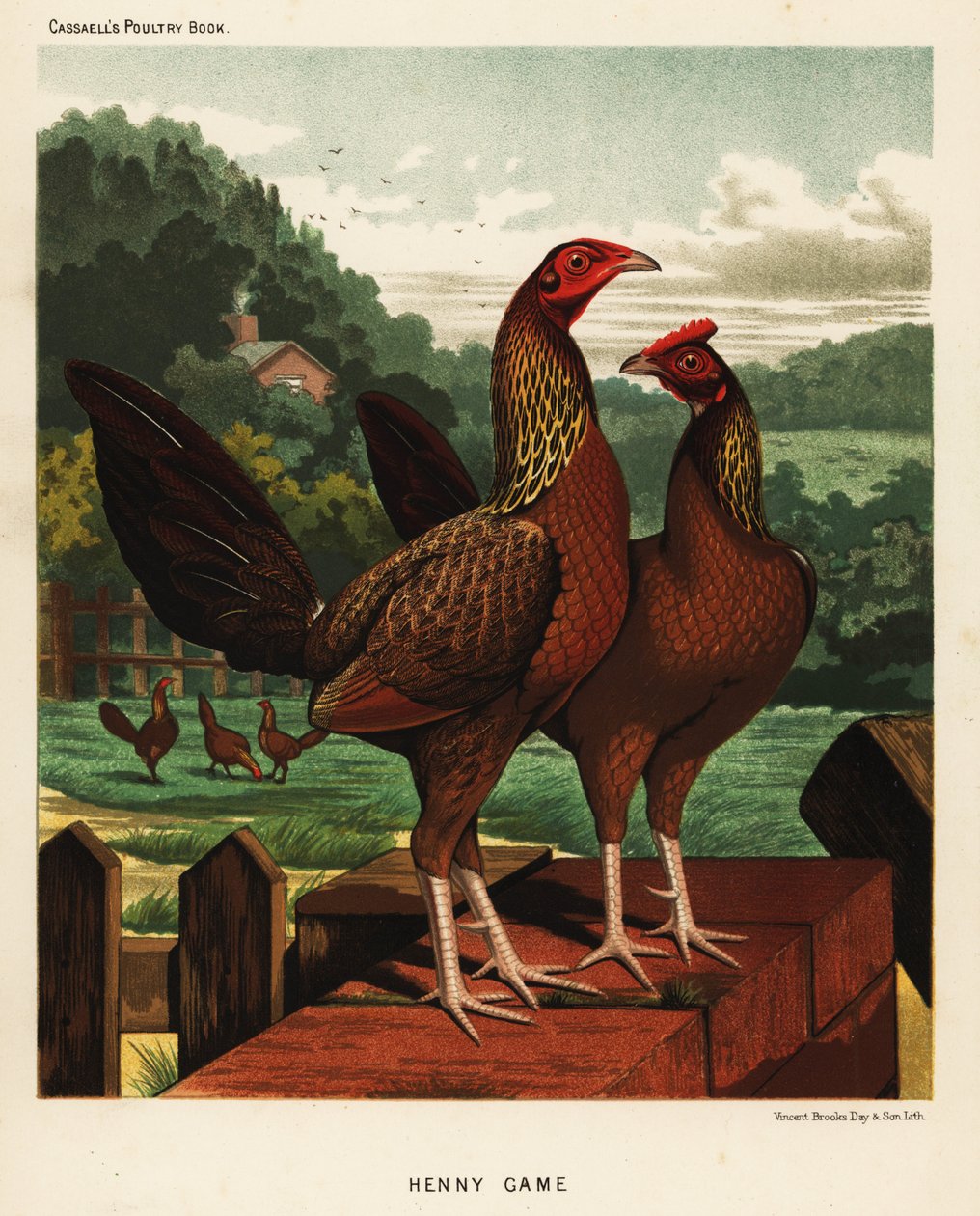 Henny eller Hennie Game Birds av J. W. (after) Ludlow