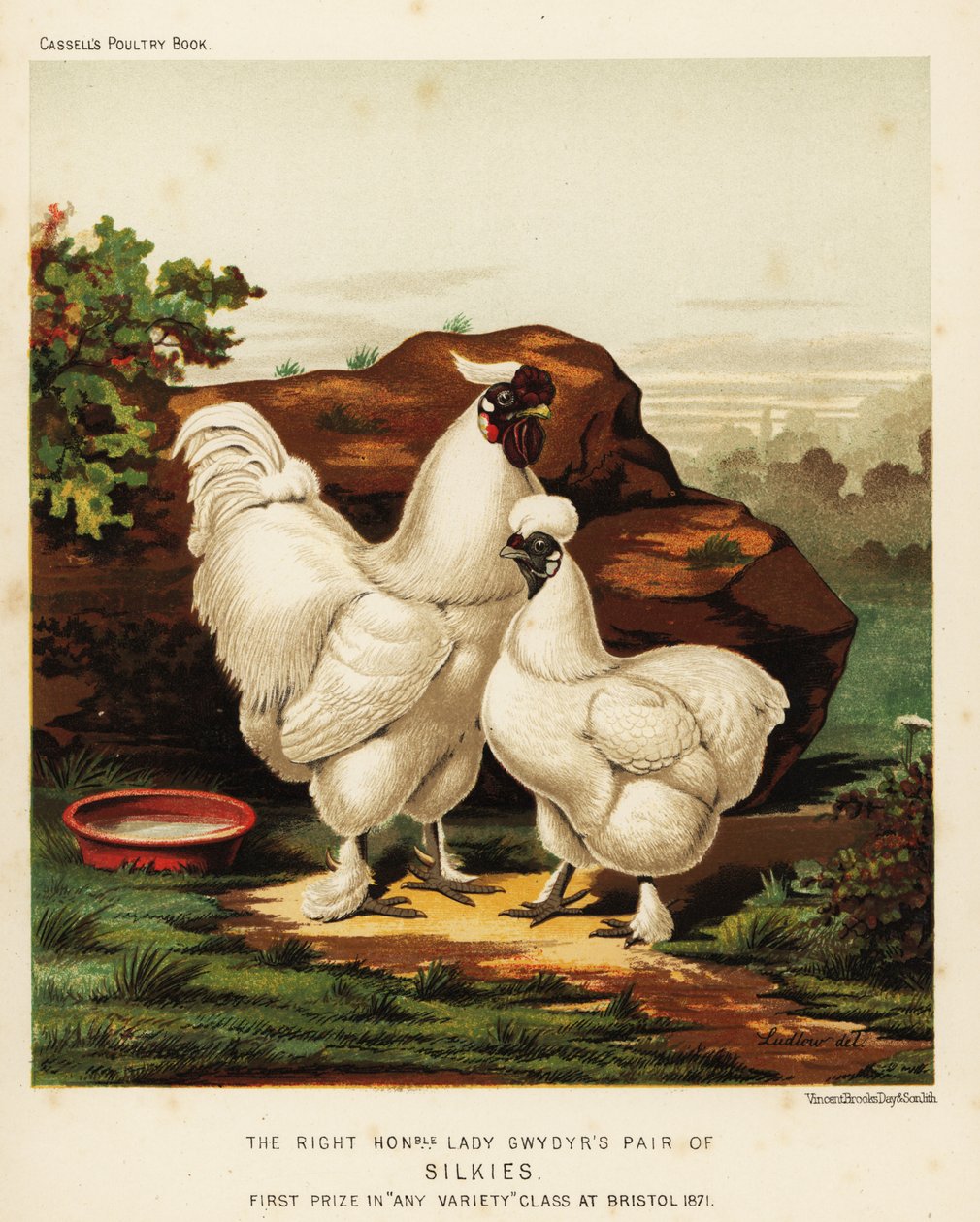 Silkie eller Silkeslen kuk och höna av J. W. (after) Ludlow