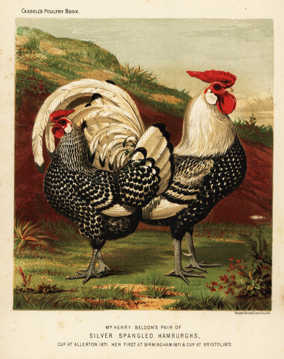 Silverspangled Hamburgh hane och höna av J. W. (after) Ludlow