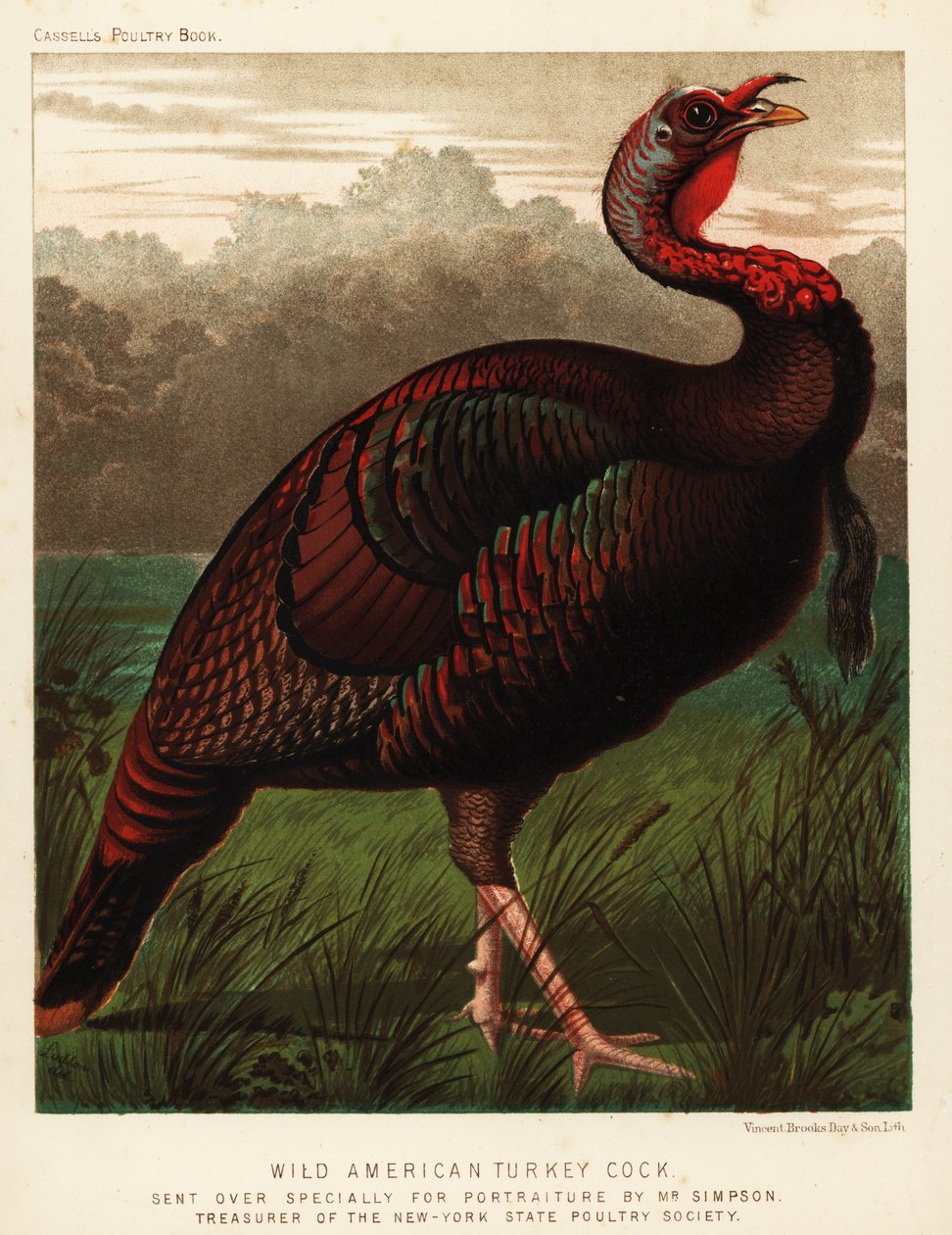 Vild amerikansk kalkontupp, Meleagris gallopavo av J. W. (after) Ludlow