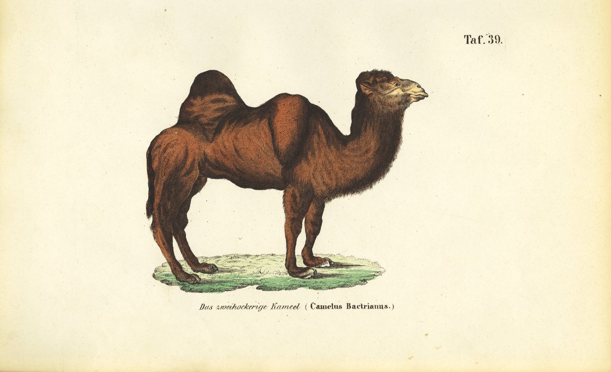 Baktrisk kamel av J. W. Tenhaeff