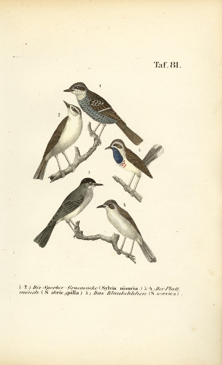Grönsångare, svarthätta och blåhake av J. W. Tenhaeff