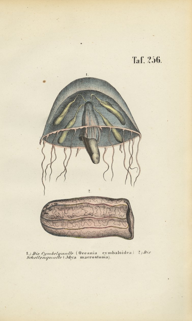  av J. W. Tenhaeff