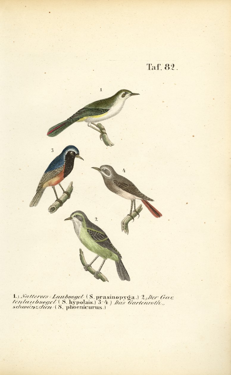 Bonellisångare och rödstjärt av J. W. Tenhaeff