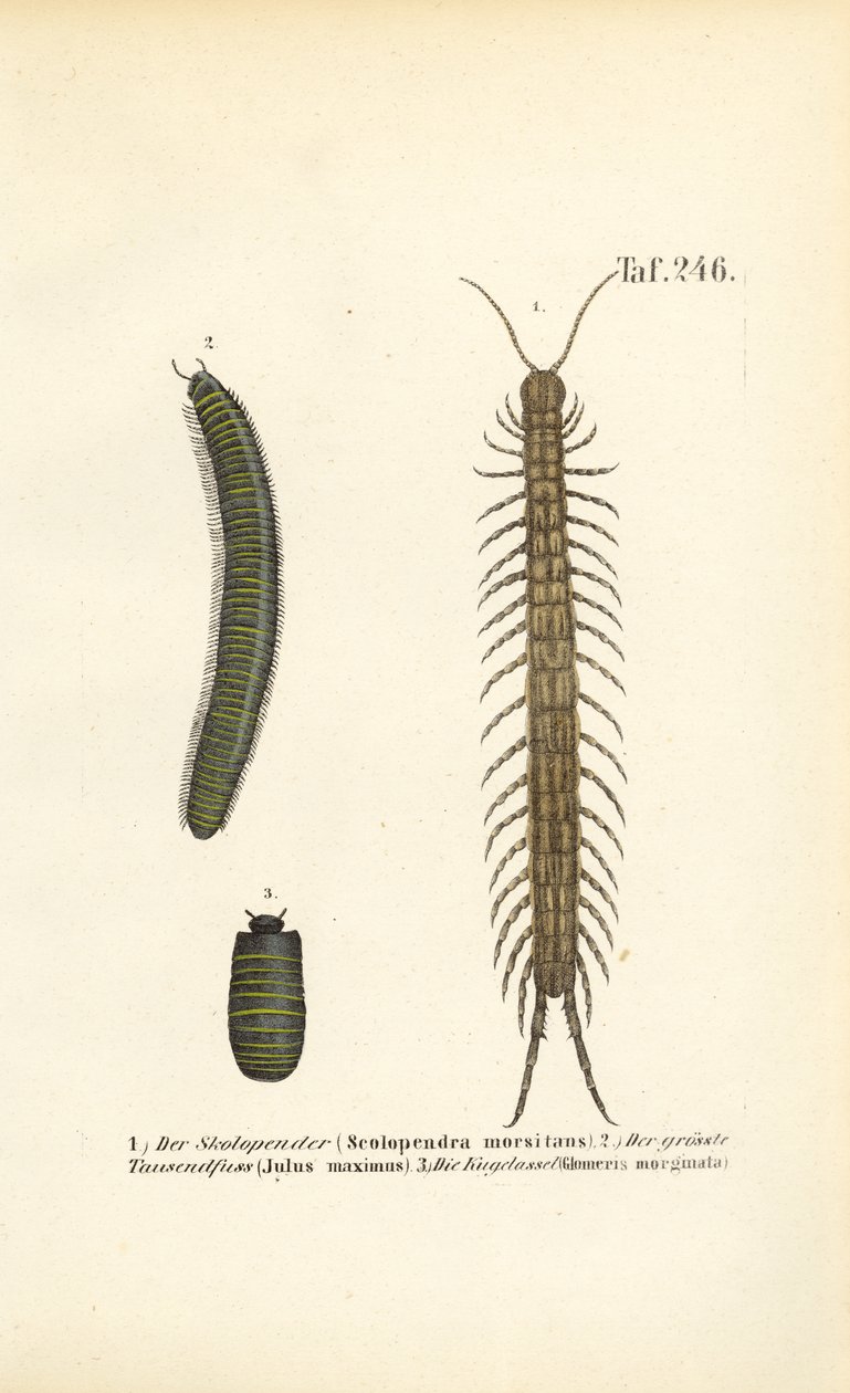 Tusenfotingar, tusenfotingar och pillerskinnbaggar av J. W. Tenhaeff