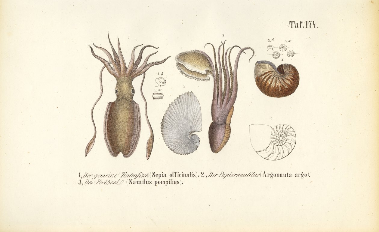  av J. W. Tenhaeff