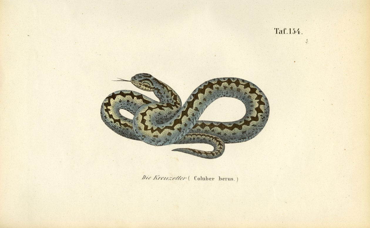 Gemensam europeisk adderare av J. W. Tenhaeff