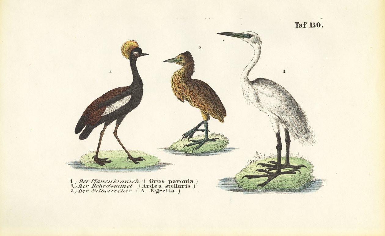 Tranor och hägrar av J. W. Tenhaeff