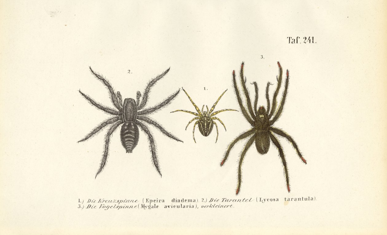 Farliga spindelarter av J. W. Tenhaeff